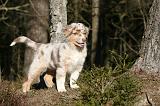 BERGER AUSTRALIEN PUPPIES 648
